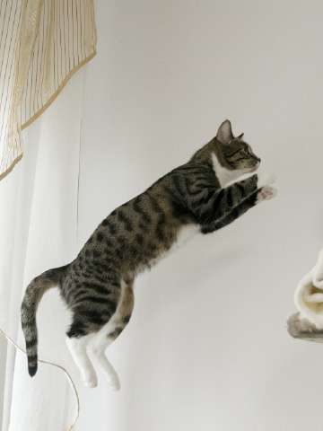 Skaczący kot 2