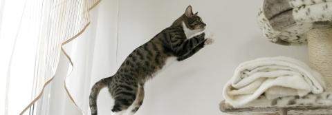 Skaczący kot 1